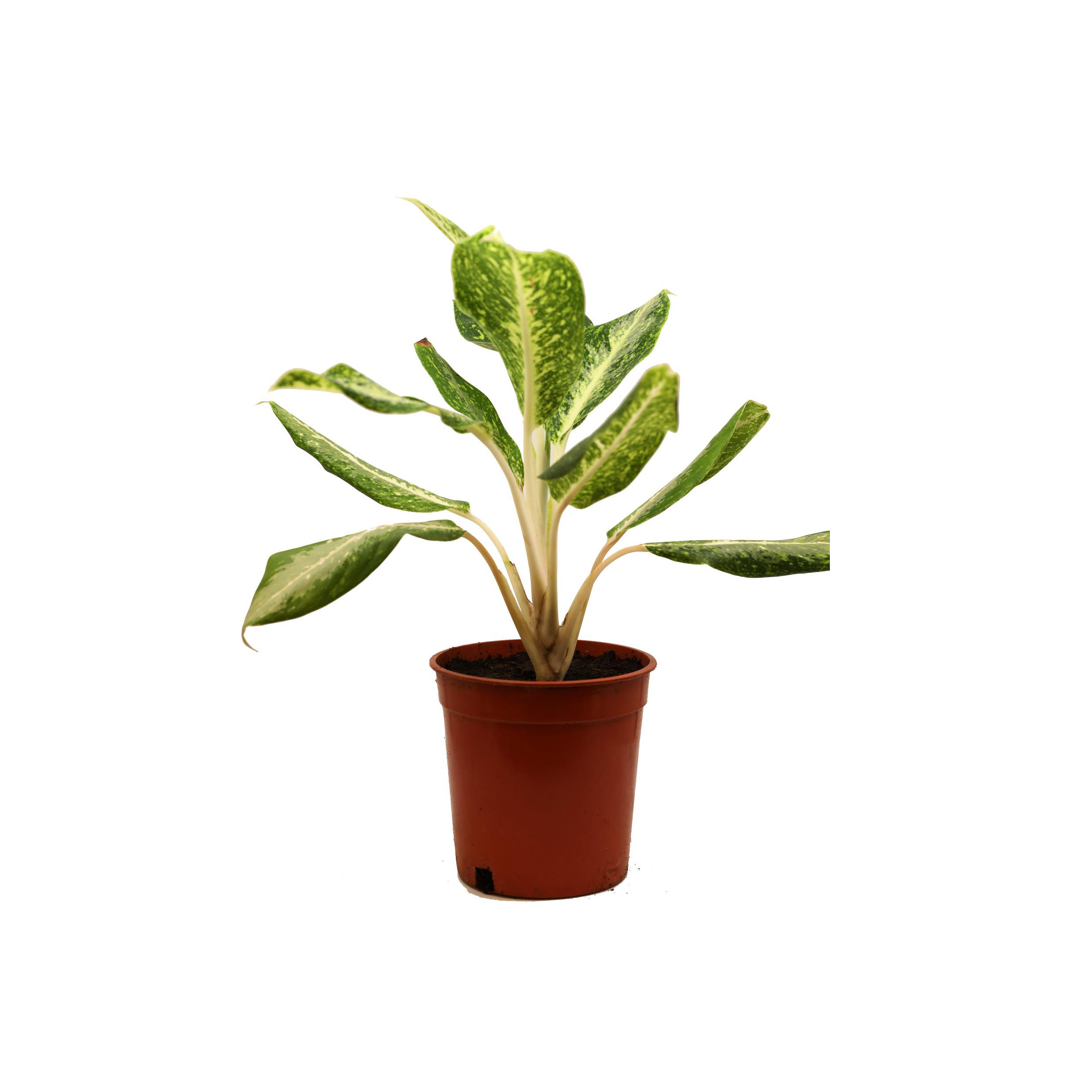 Aglaonema (Thailand)-Pc