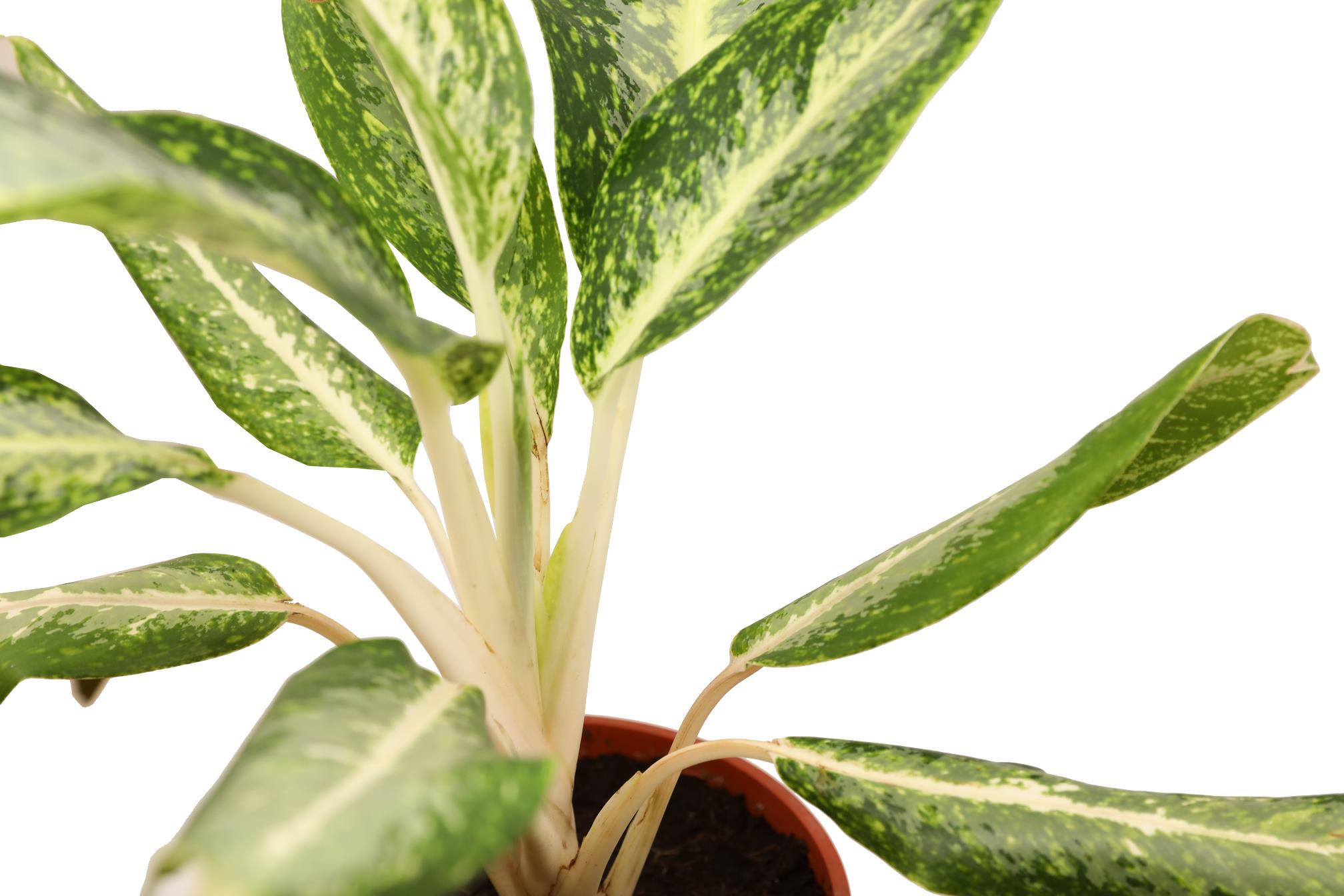 Buy Aglaonema (Thailand)-PC Online | Agriculture Plants | Qetaat.com