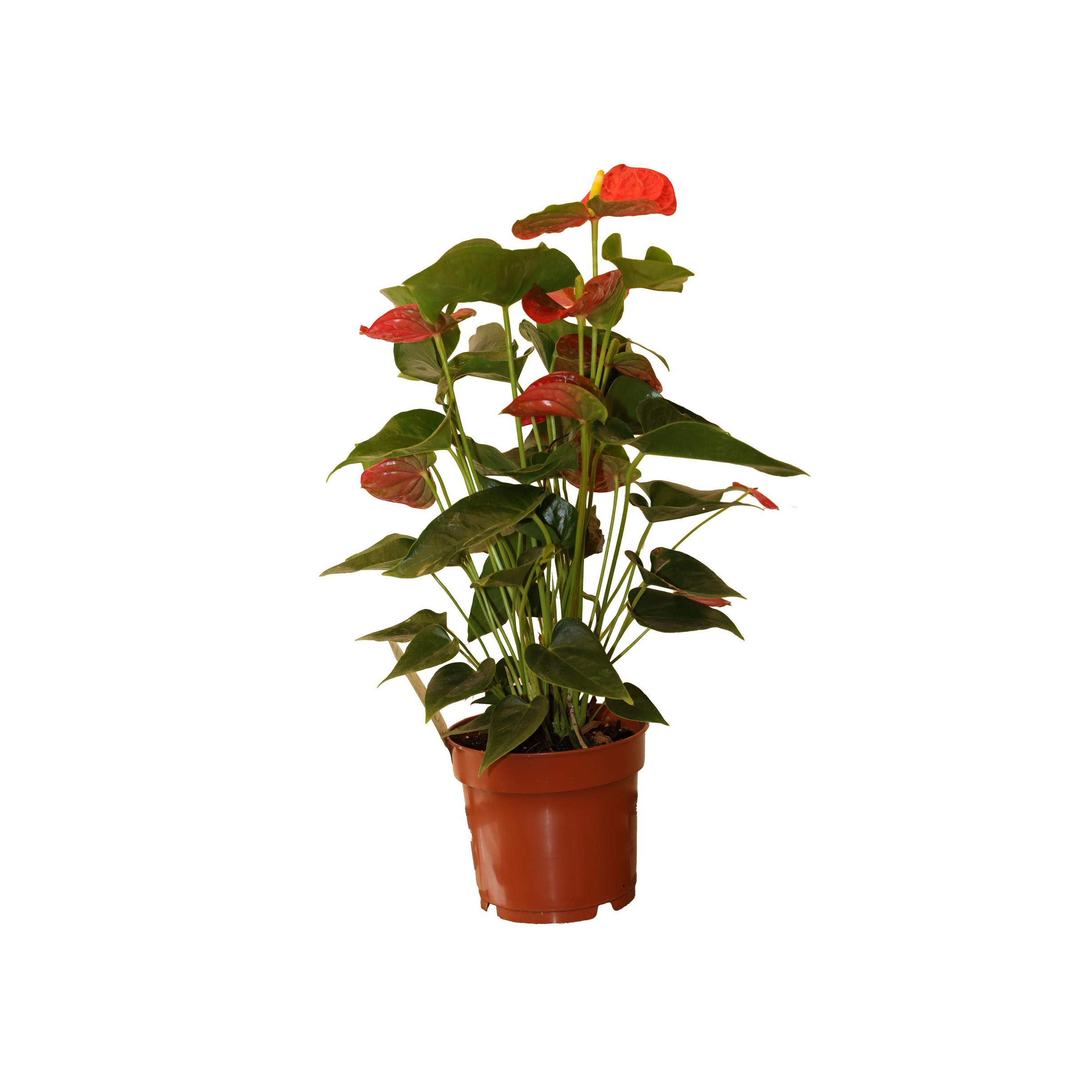 Anthurium-Pc