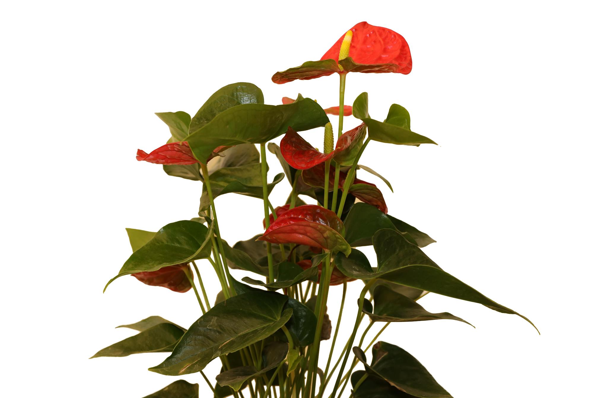 Buy Anthurium-PC Online | Agriculture Plants | Qetaat.com