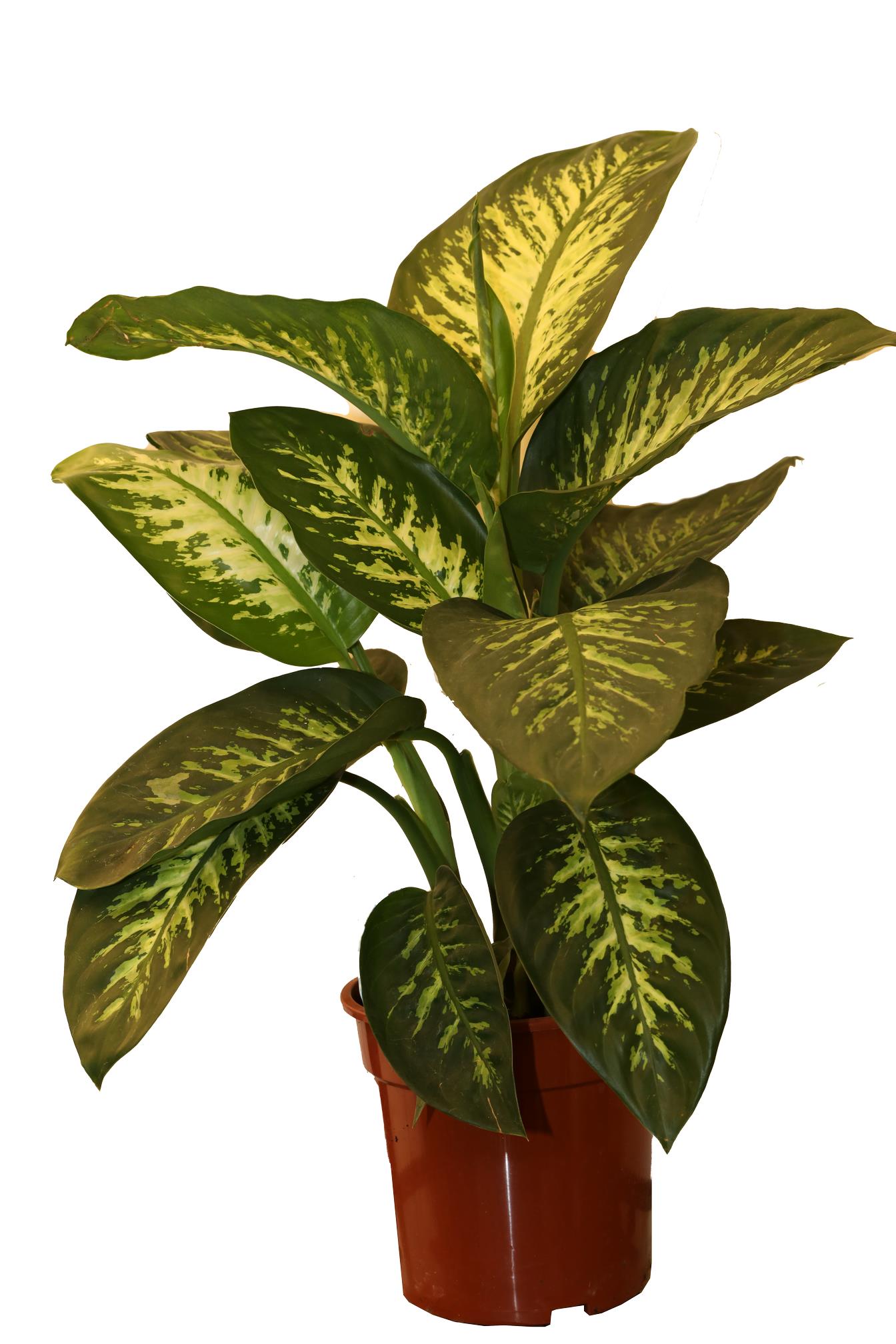 Dieffenbachia - Pc