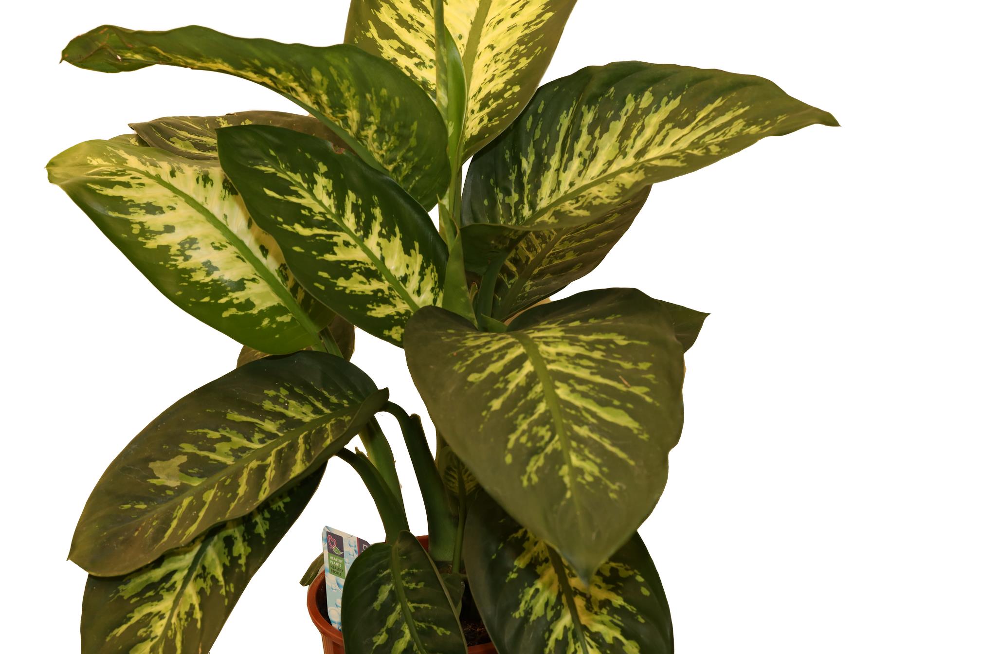 Buy Dieffenbachia - PC Online | Agriculture Plants | Qetaat.com