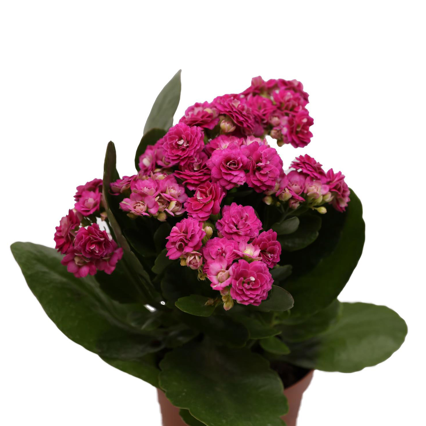 Kalanchoe (Purple) - Pc