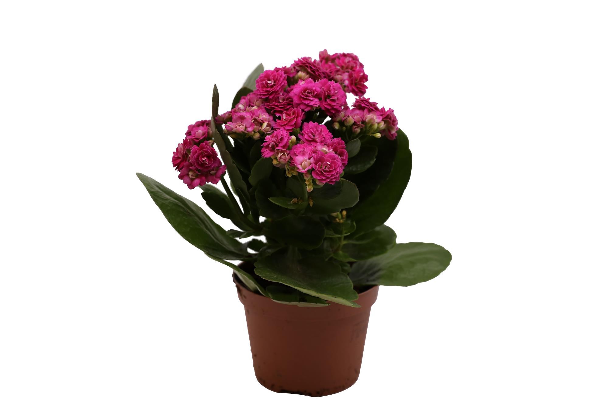 Buy Kalanchoe (Purple) - PC Online | Agriculture Plants | Qetaat.com