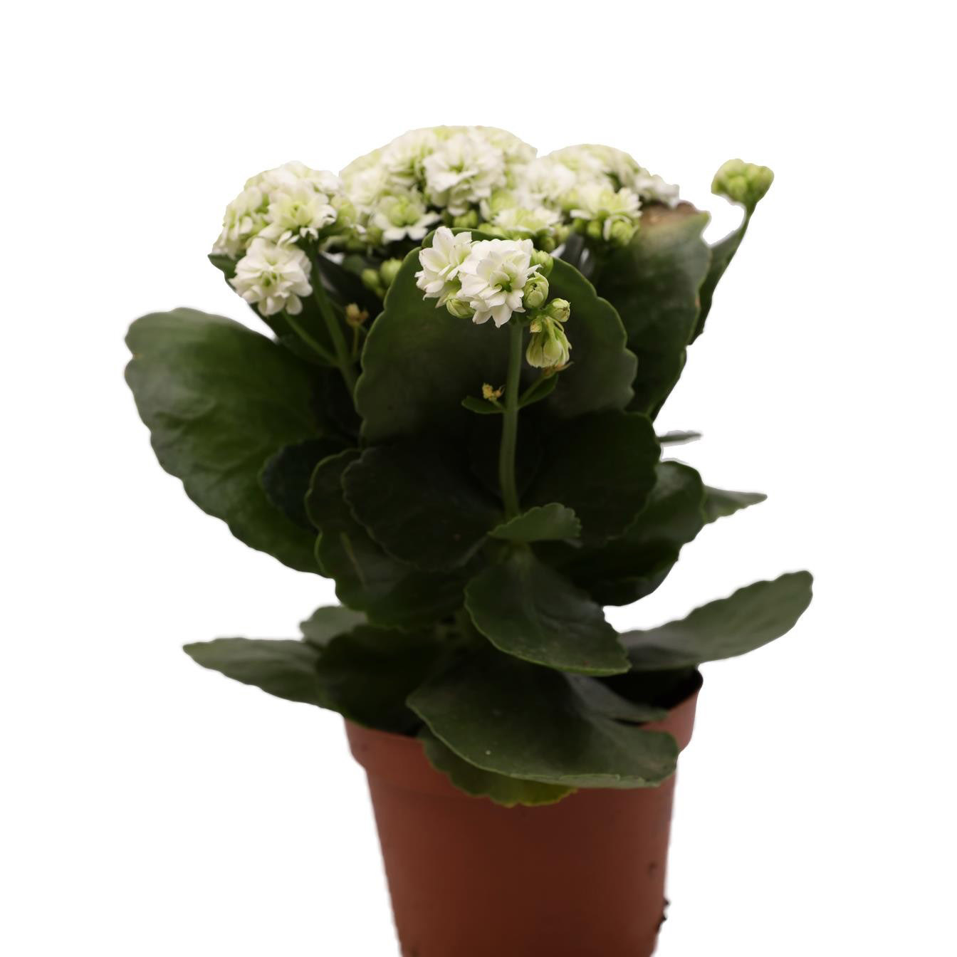 Kalanchoe (White) - Pc