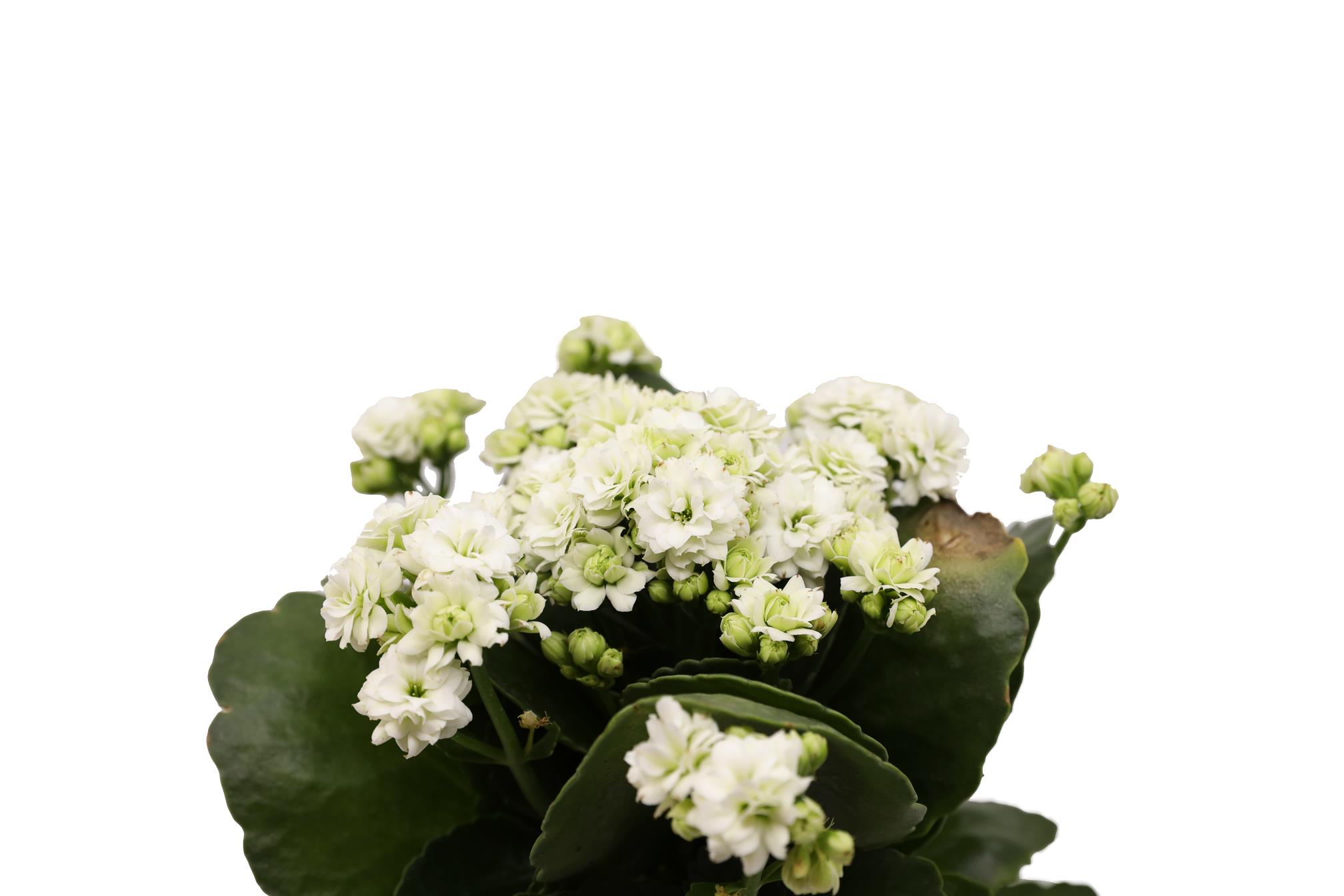 Buy Kalanchoe (White) - PC Online | Agriculture Plants | Qetaat.com