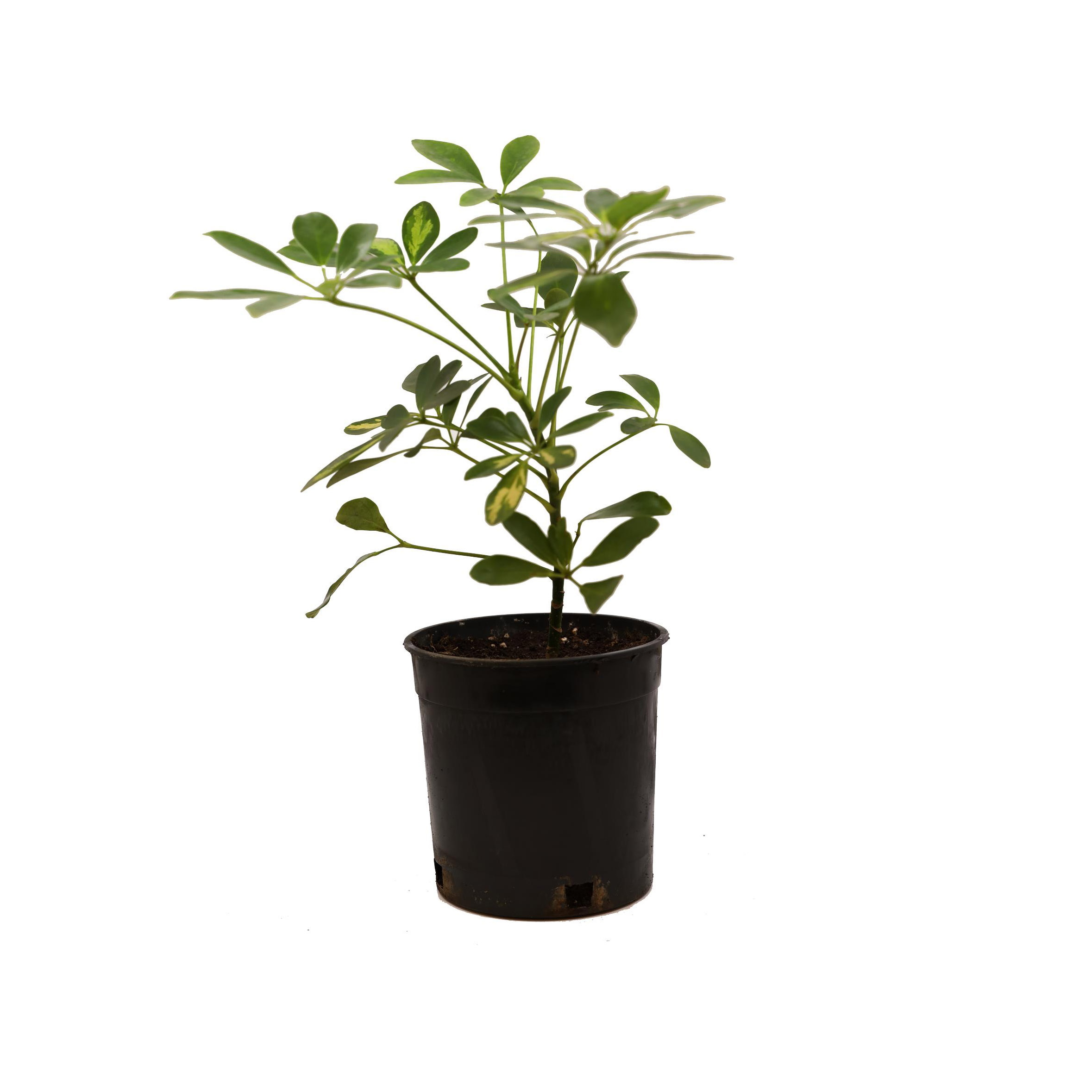 Schefflera - Pc