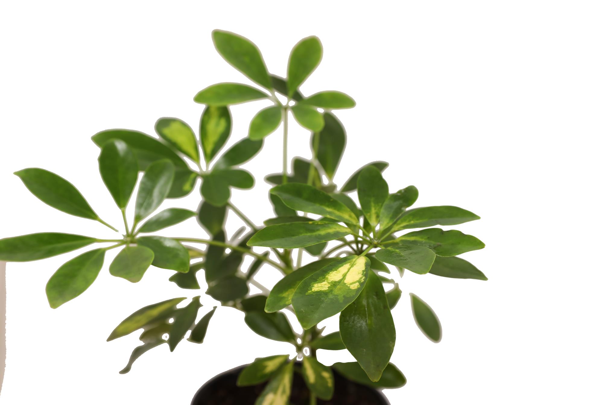 Buy Schefflera - PC Online | Agriculture Plants | Qetaat.com