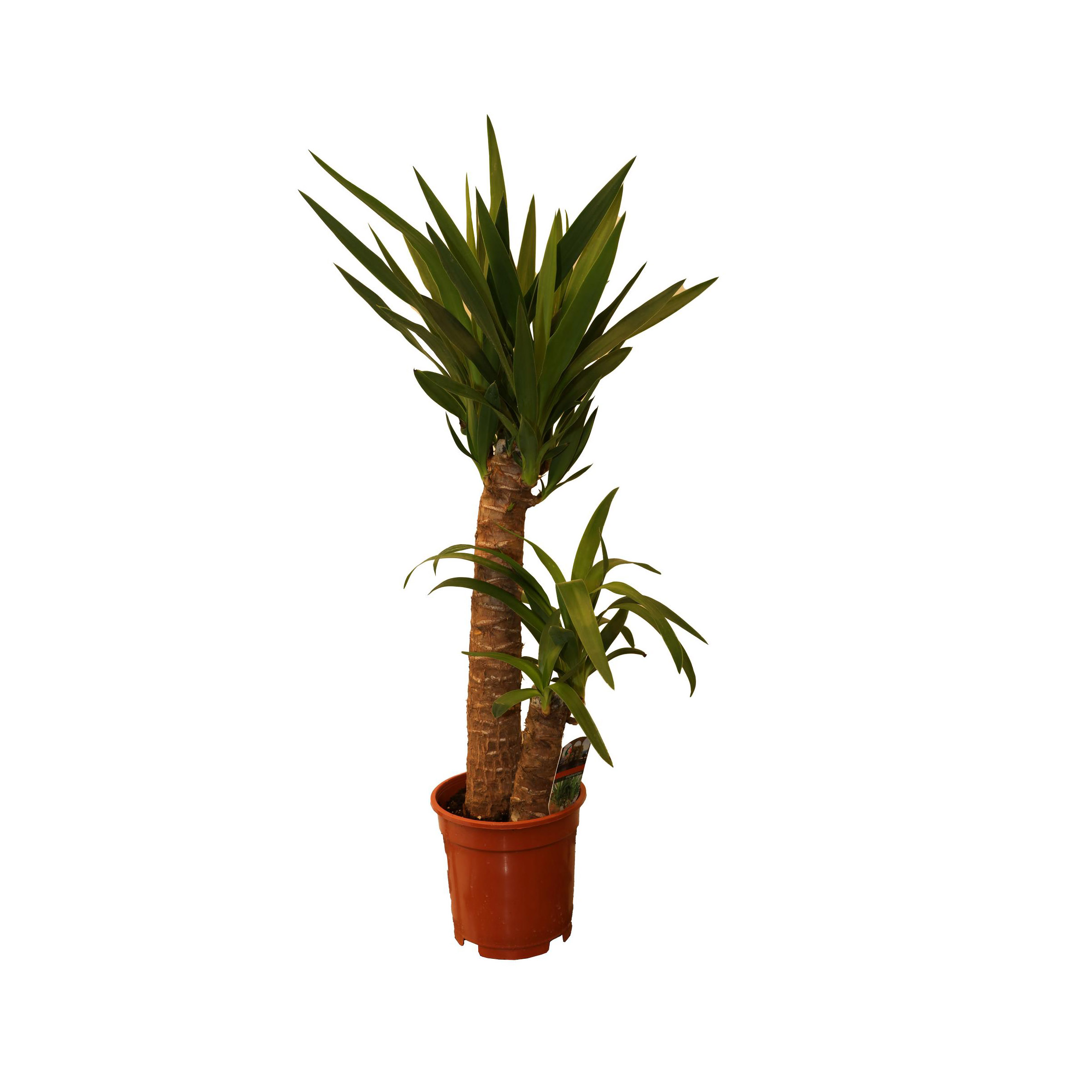 Yucca - Pc