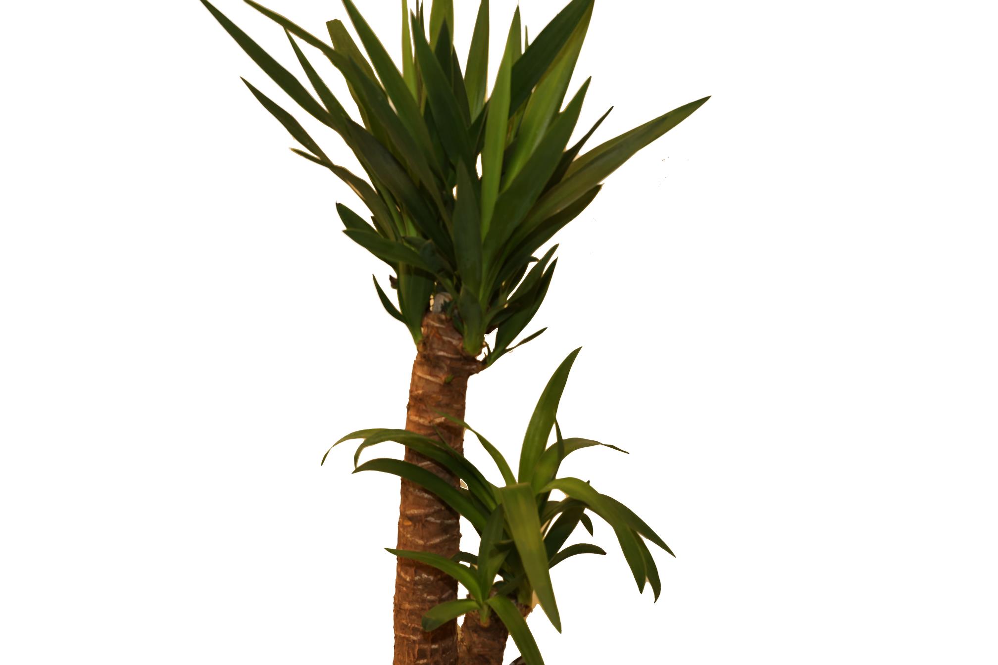 Buy Yucca - PC Online | Agriculture Plants | Qetaat.com