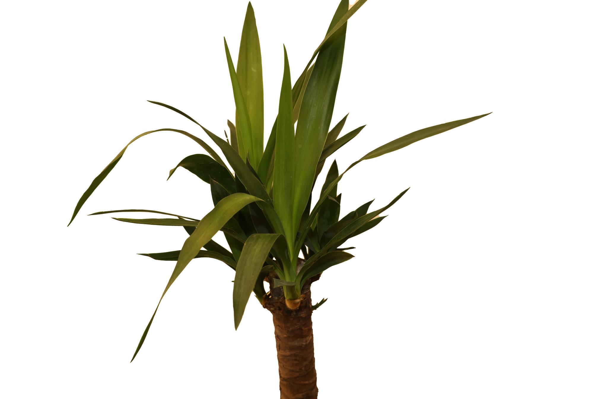 Buy Yucca - PC Online | Agriculture Plants | Qetaat.com