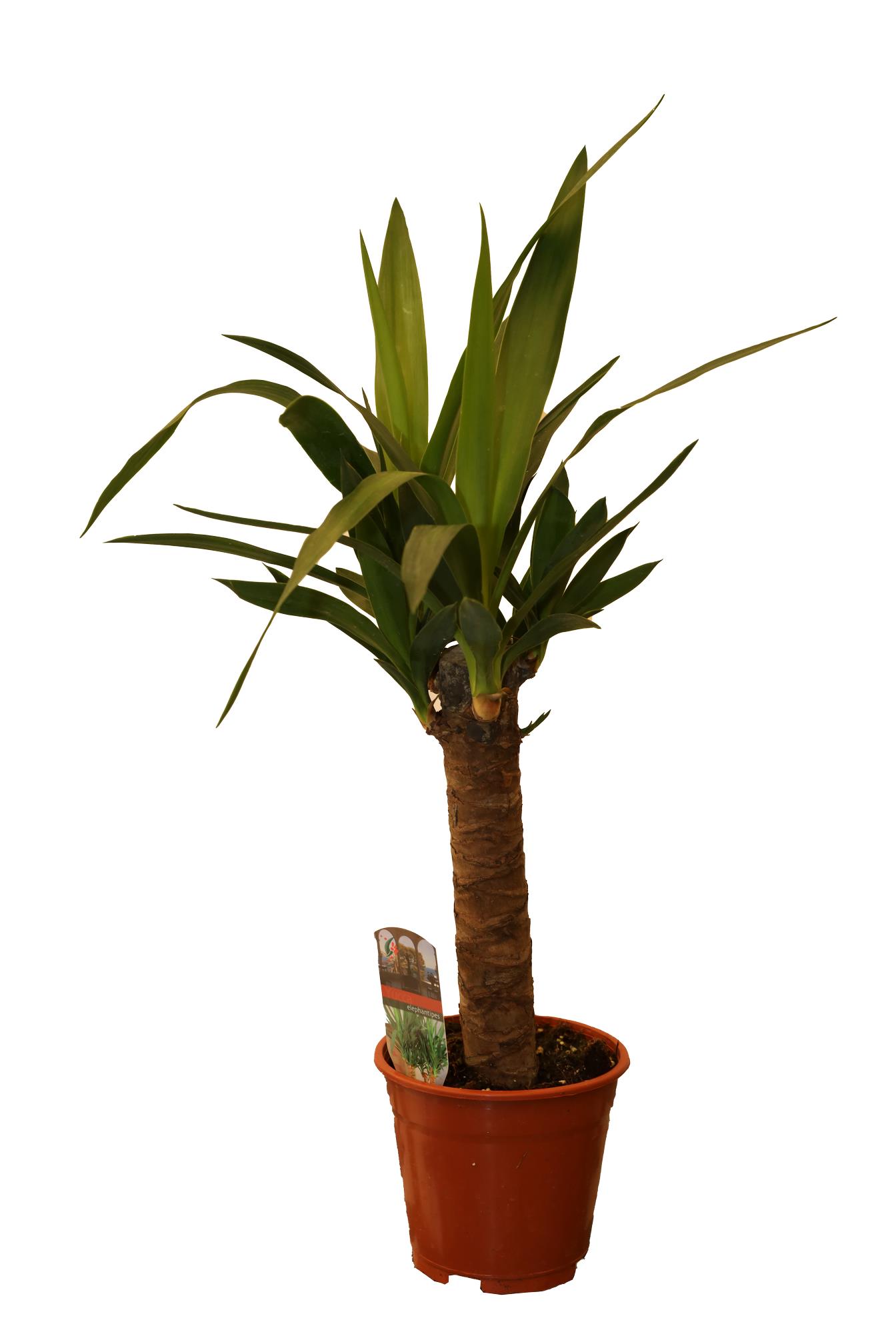 Buy Yucca - PC Online | Agriculture Plants | Qetaat.com