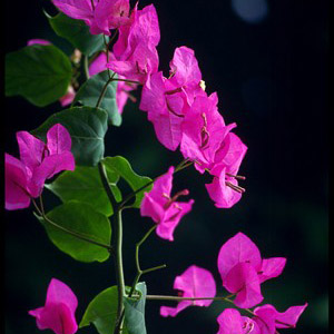 Bougainvillea (Thailand)