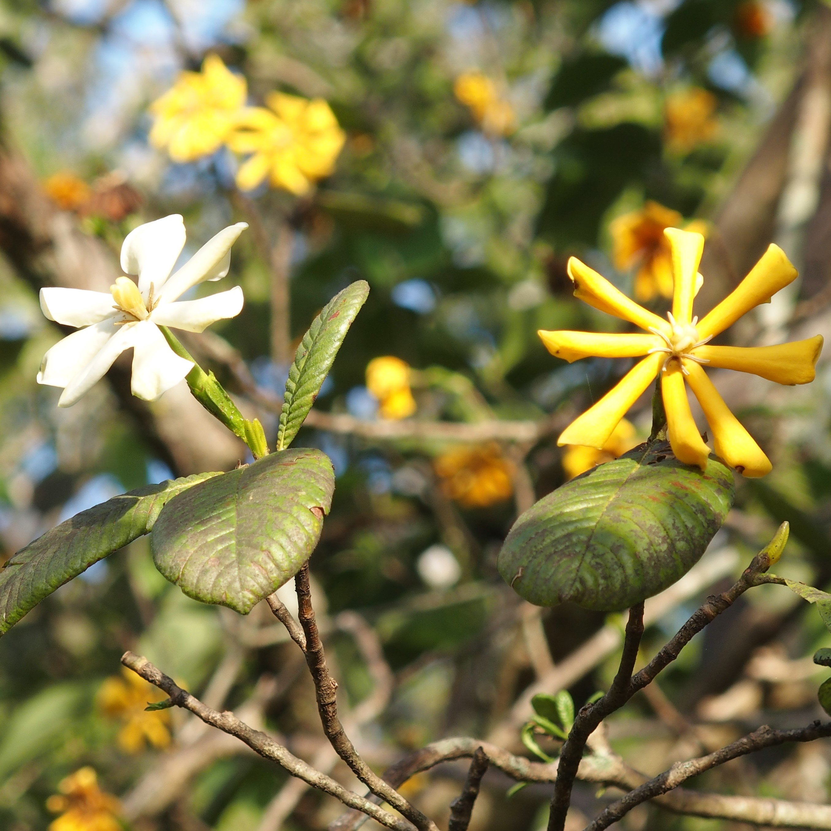 Gardenia (Srilanka)