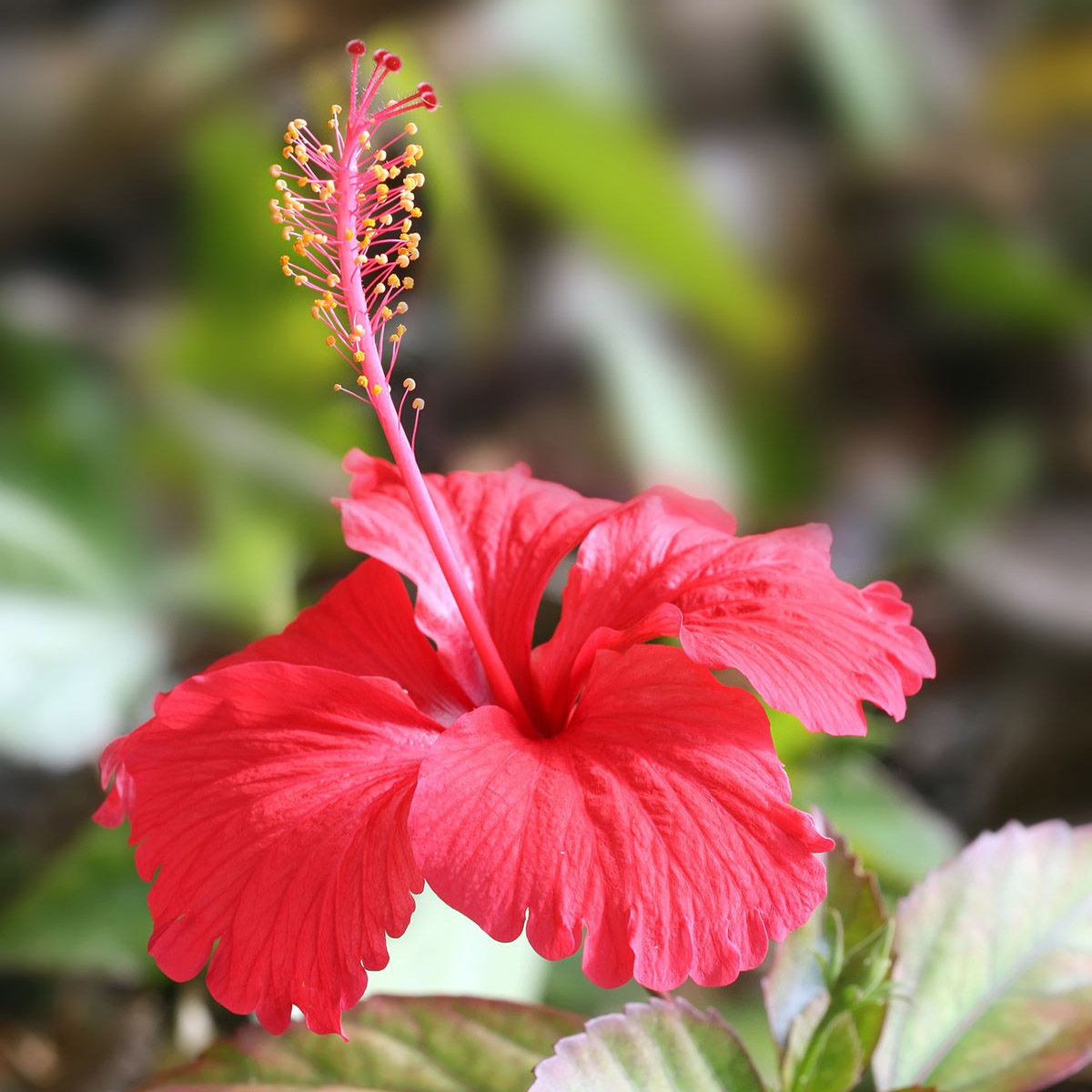 Hibiscus