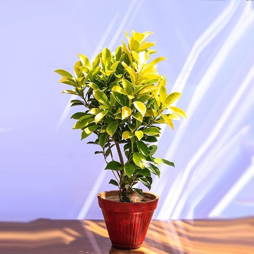 Golden Ficus