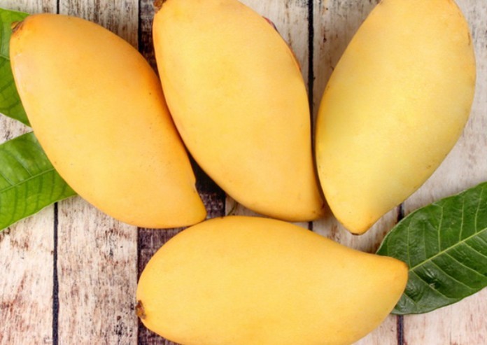 Buy Mango (Thailand) Online | Agriculture Plants | Qetaat.com