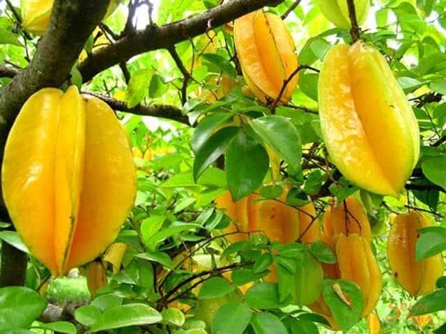 Buy Star Fruit (Thailand) Online | Agriculture Plants | Qetaat.com