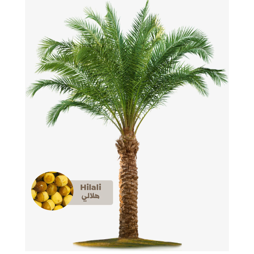 Hilali Palm Tree - Saudi