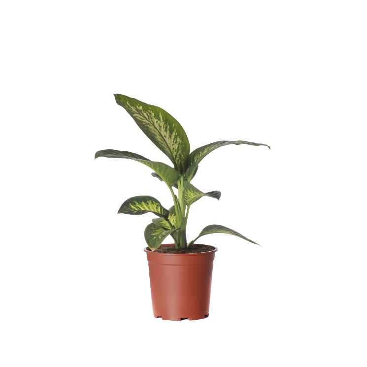 Dieffenbachia Tropic Snow - Pot Size 27Cm