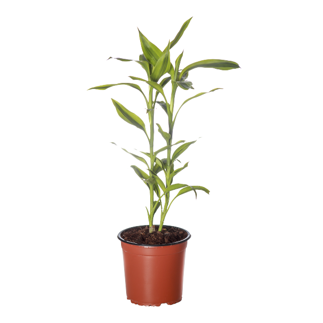 Dracaena Sanderiana Victory - Pot Size 15Cm