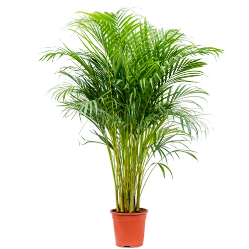 Areca Palm - 110Cm