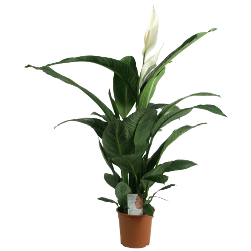 Spathiphyllum 150Cm