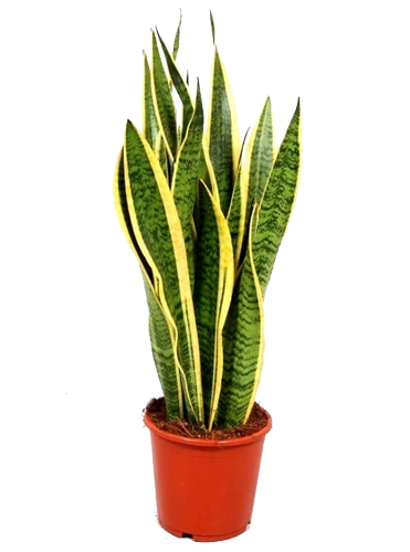 Sanseveria - 90Cm