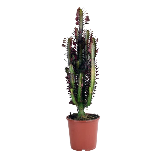 Euphorbia Trigona Rubra