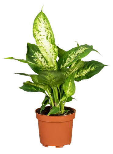 Dieffenbachia - Type 3