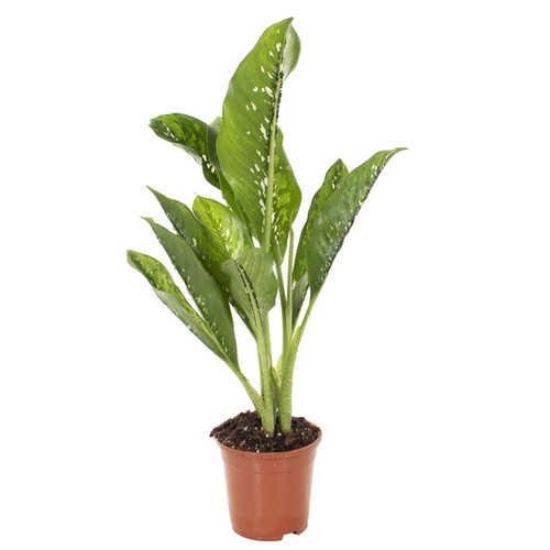 Dieffenbachia Crocodile