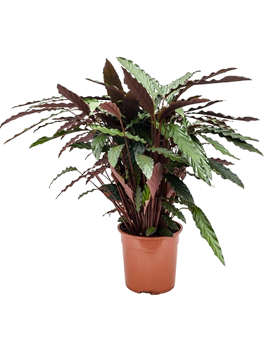 Calathea Rufibarba