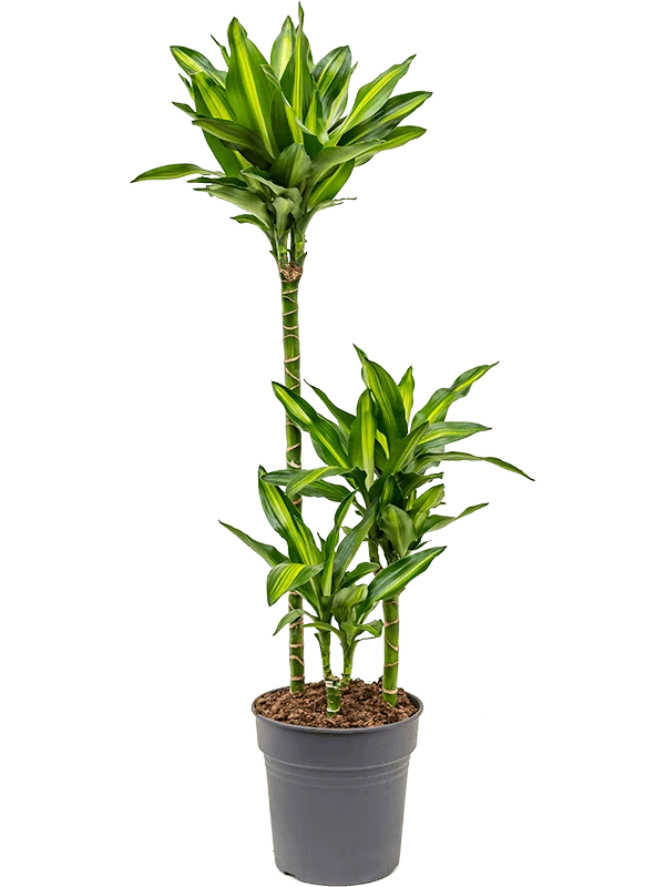 Dracaena Fragrans 'Cintho'