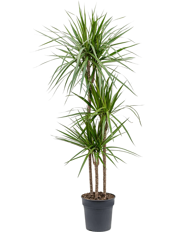 Dracaena Marginata 130-140Cm