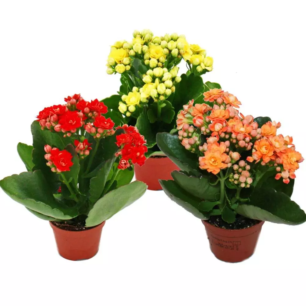 Kalanchoe Red