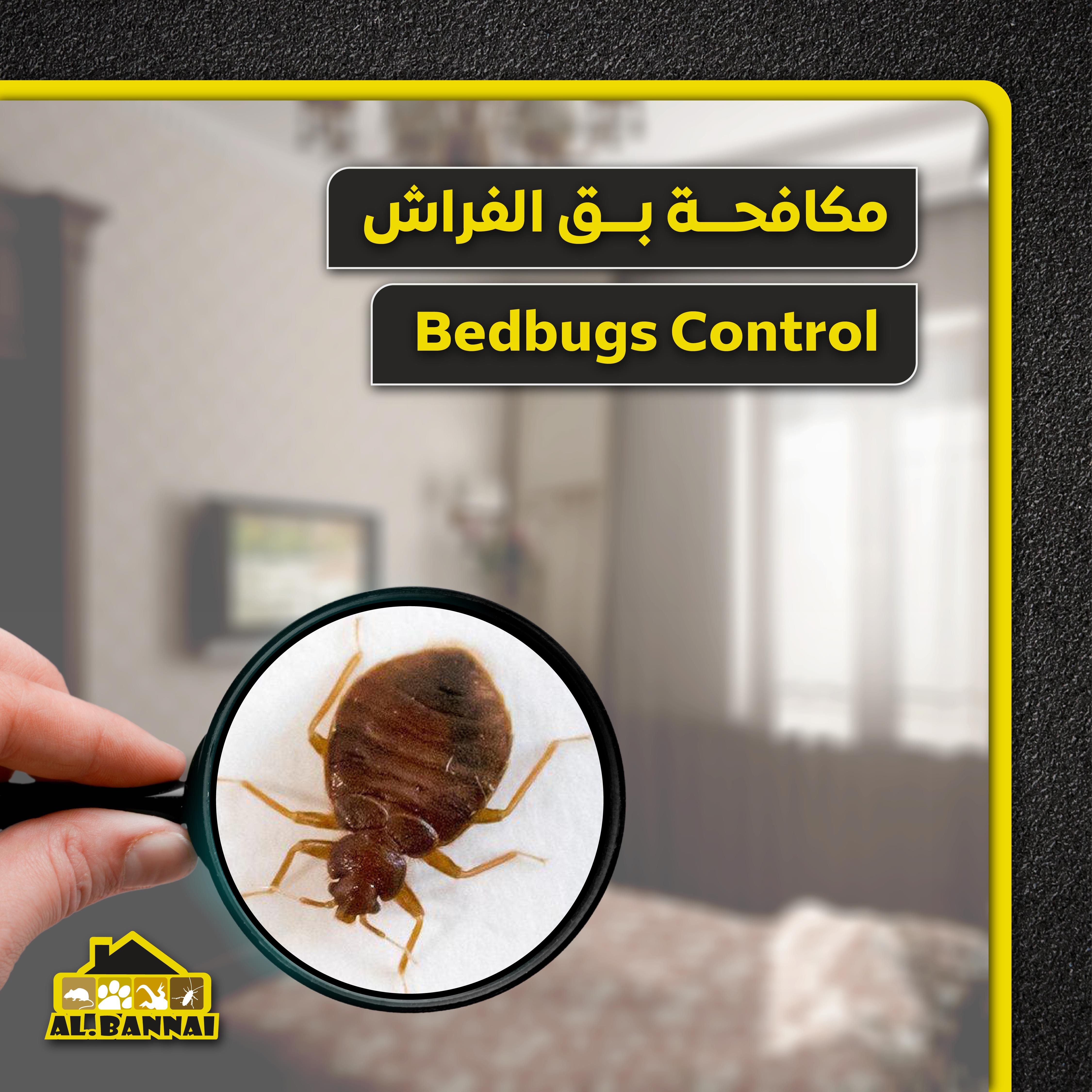 Bedbugs Control Service