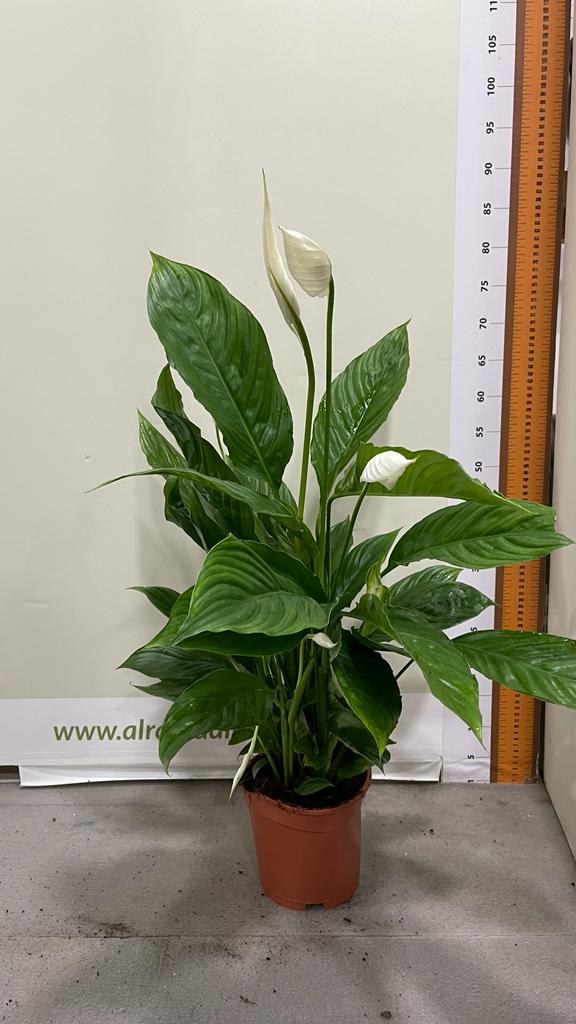 Spathiphyllum  70cm