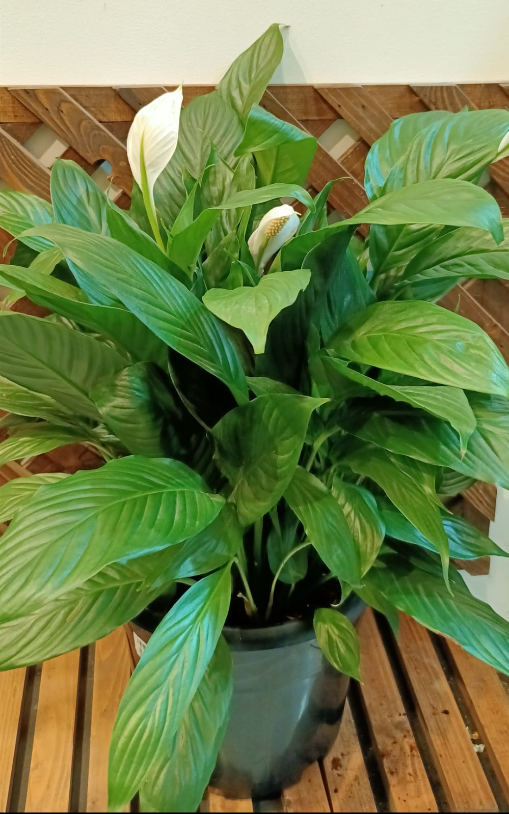 Spathiphyllum Bushy