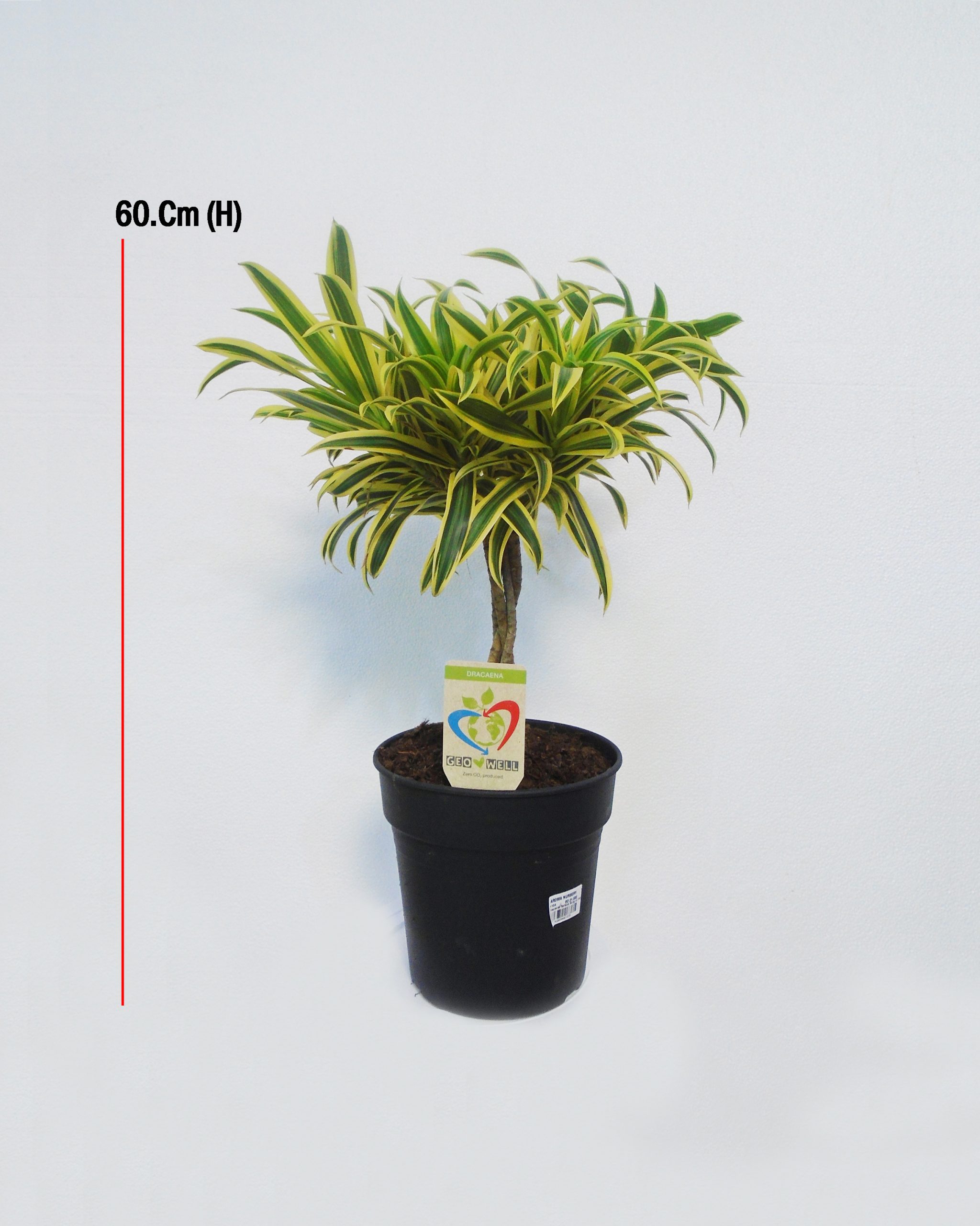 Dracaena Reflexa Song Of India – Size: 60Cm