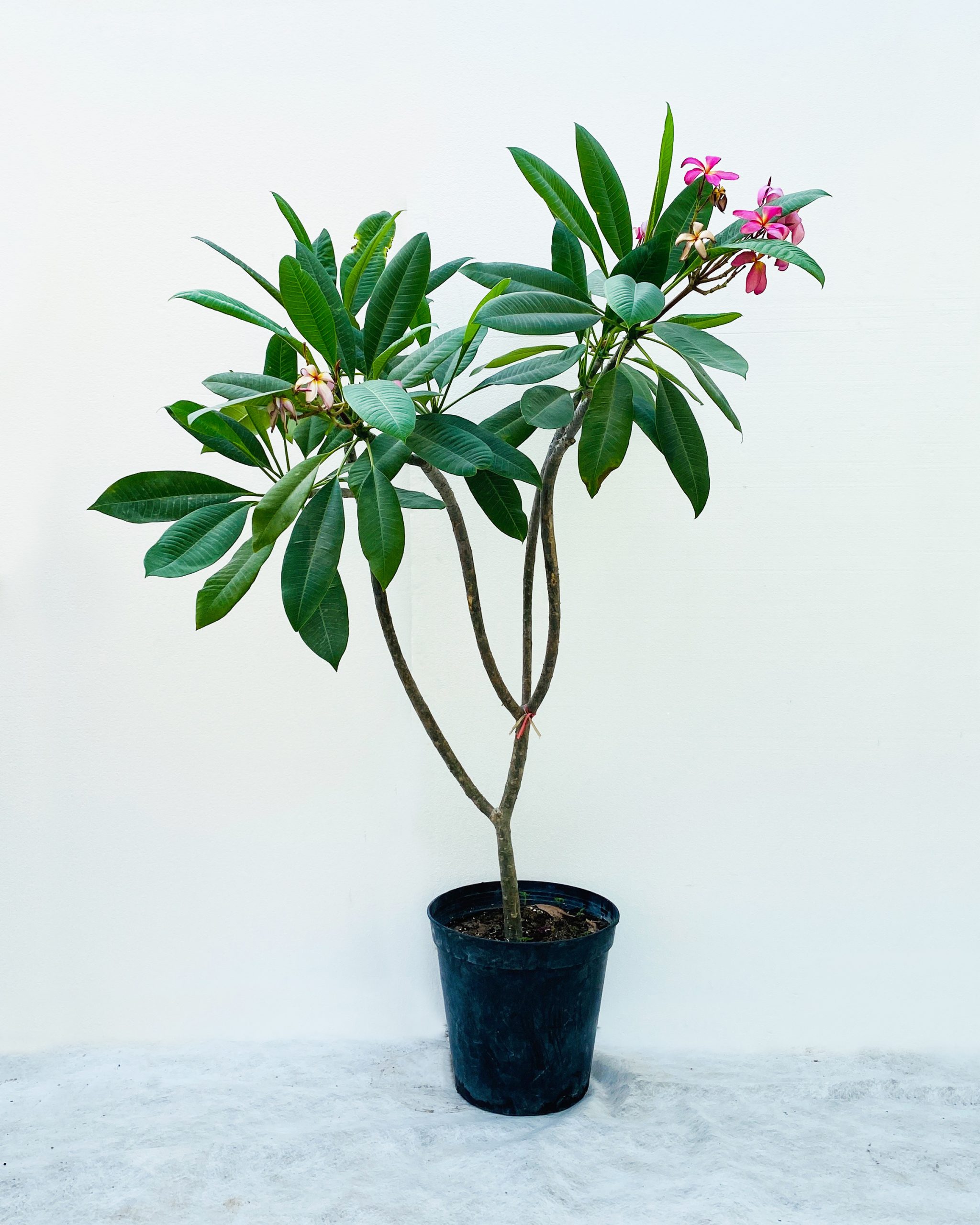 Plumeria Rubra – Size: 2Mtr