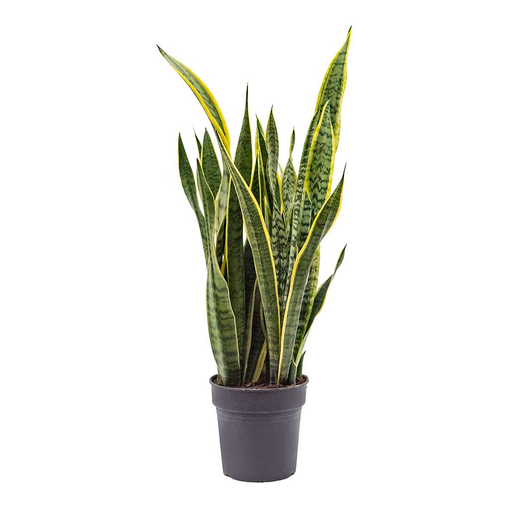 Sanseveria Trif.Laurentii 30Cm Ht