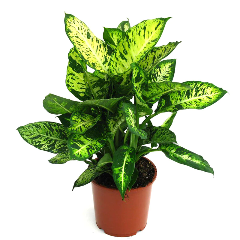 Dieffenbachia Compacta 40Cm Ht