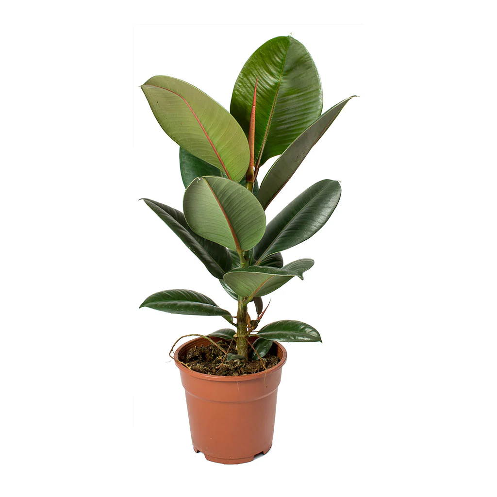 Ficus Elastica Robusta 3 Cutting 115Cm