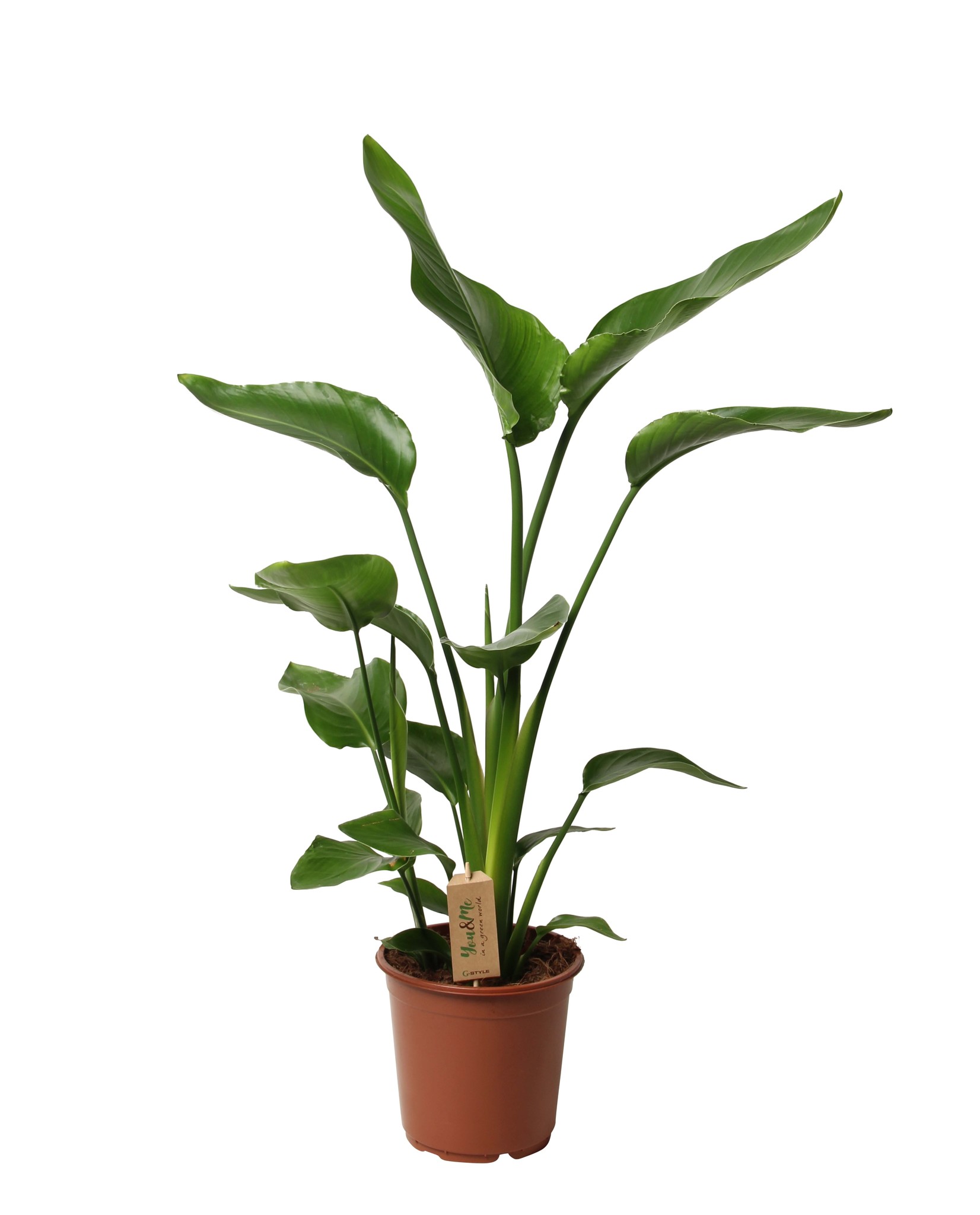 Strelitzia Nicolai 35Cm Ht