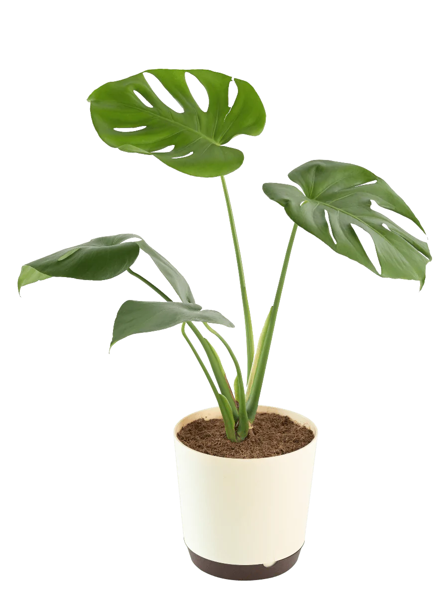 Monstera Deliciosa 100Cm Ht