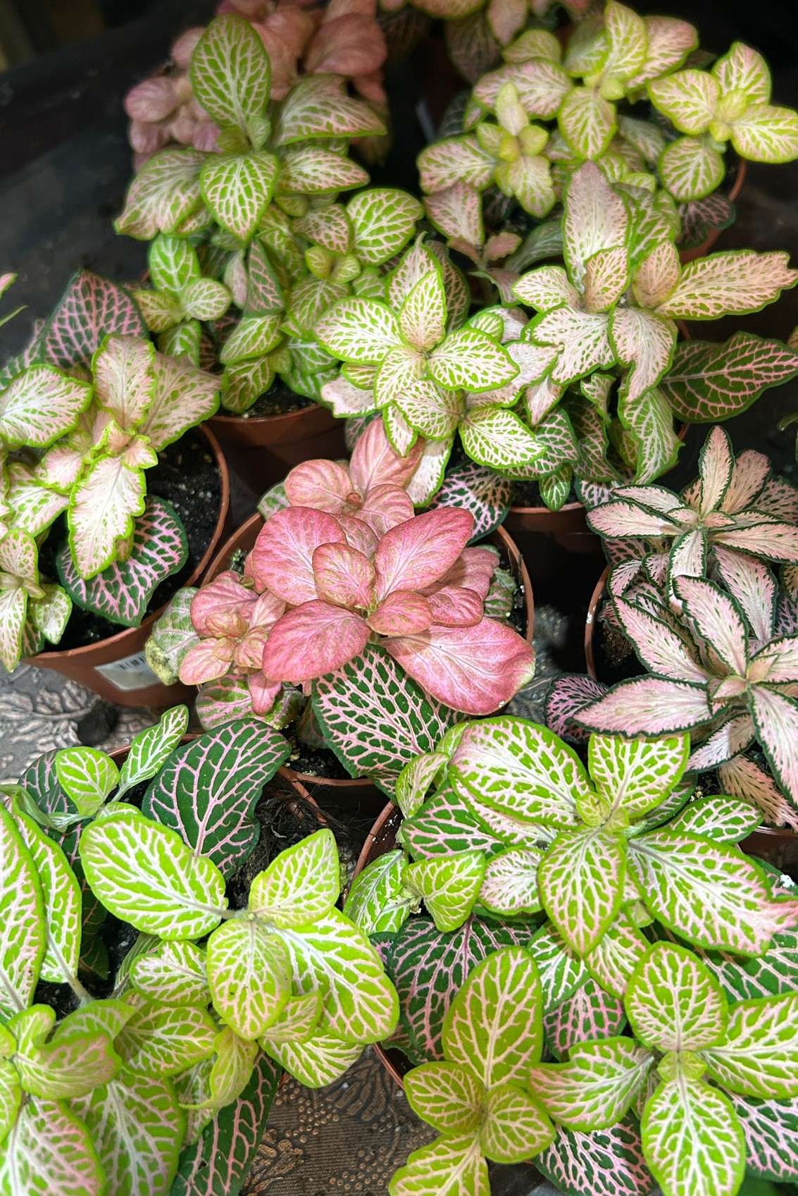 Fittonia Mix