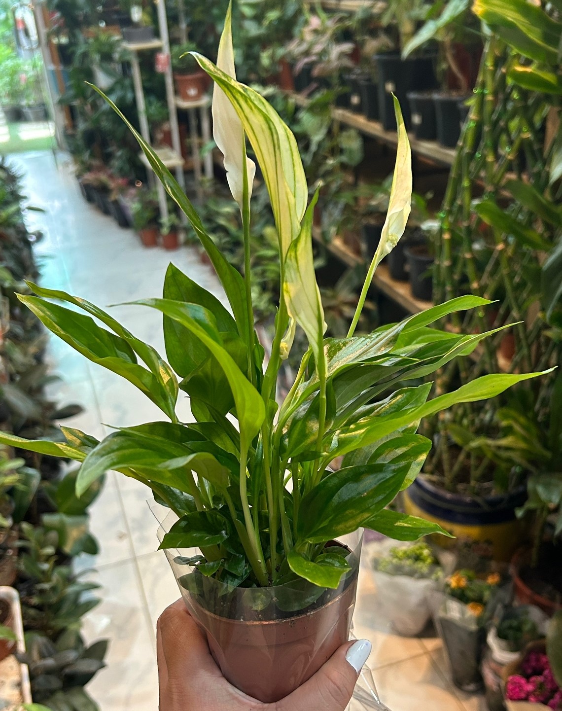 Spathiphyllum 30Cm