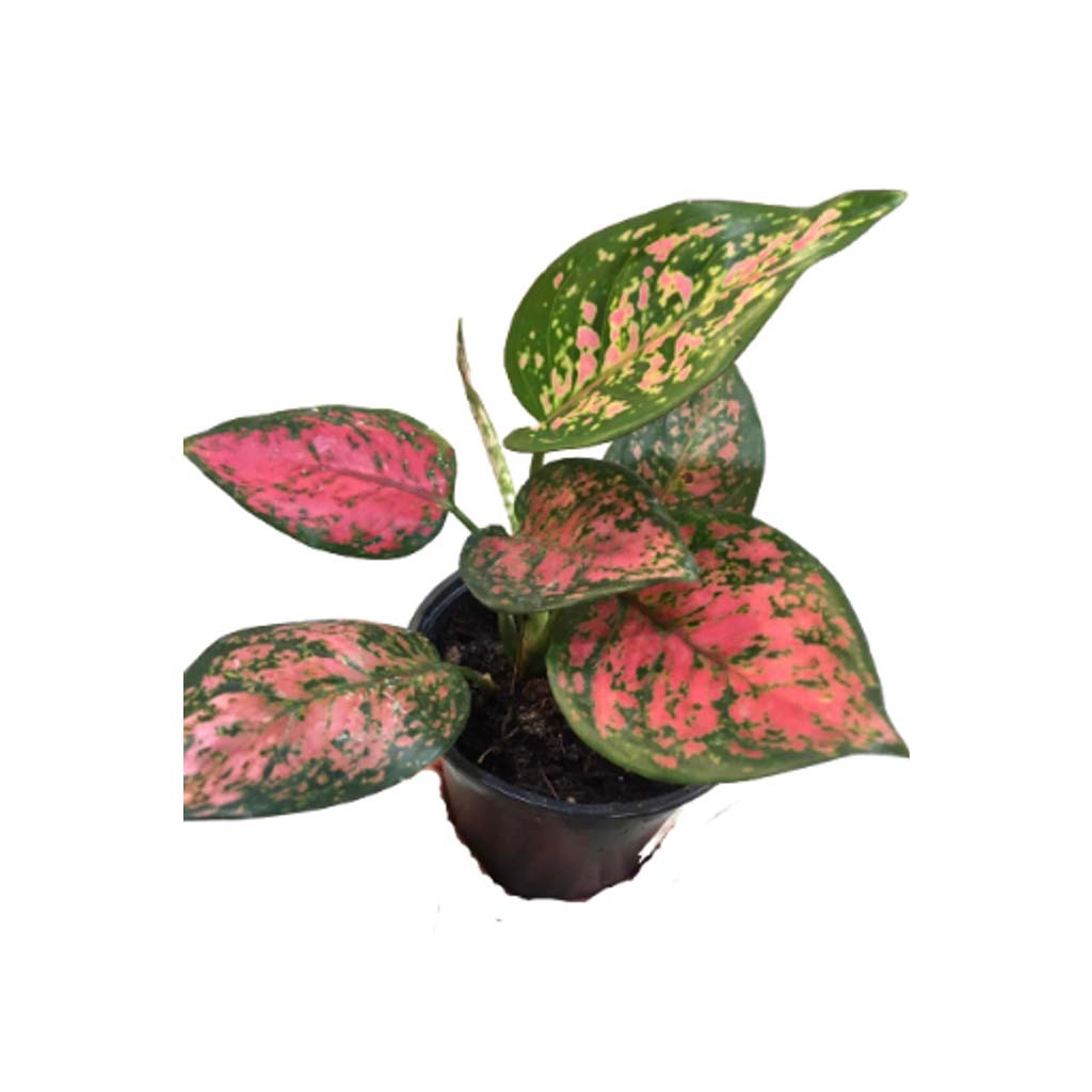 Aglaonema Maria 30Cm | Seasonality